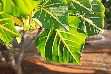 回合制战术游戏《神奇英侠》将于5月29日正式推出 现已提供试玩Demo